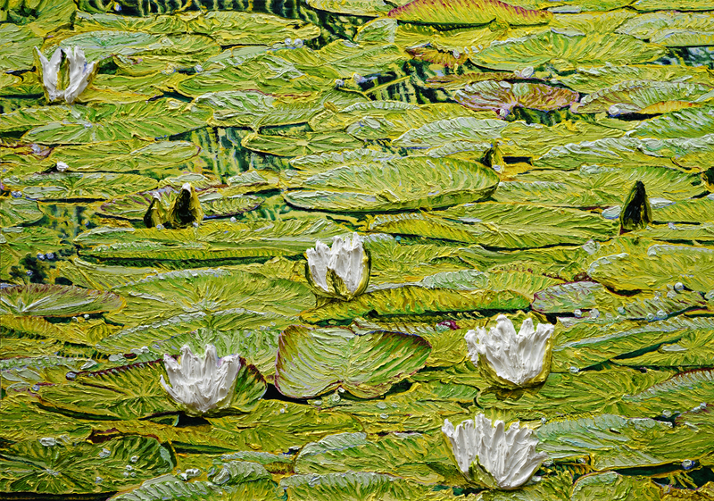 Katharina Gierlach: "Nymphaea alba" (2023)