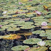 Katharina Gierlach - Nymphaea, 2024, Öl auf Leinwand