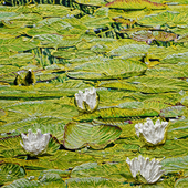 Katharina Gierlach - Nymphaea alba