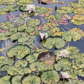 Katharina Gierlach - Nymphaea alba IV, 2024, Öl auf Leinwand