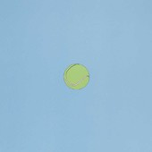 Michael Craig-Martin - Sports Balls (Tennisball)