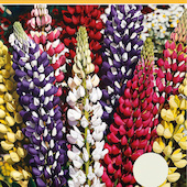 Günter Beier - Lupinen