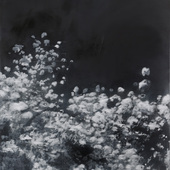 JKB Fletcher - Blossom