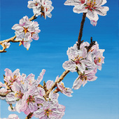 Katharina Gierlach - Mandelblüte II