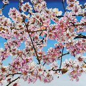 Katharina Gierlach - Mandelblüte