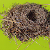 Günter Beier - Vogelnest 22