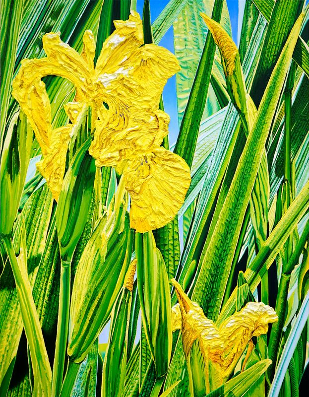 Katharina Gierlach: "Sumpfschwertlilie Iris pseudacorus" (2023)